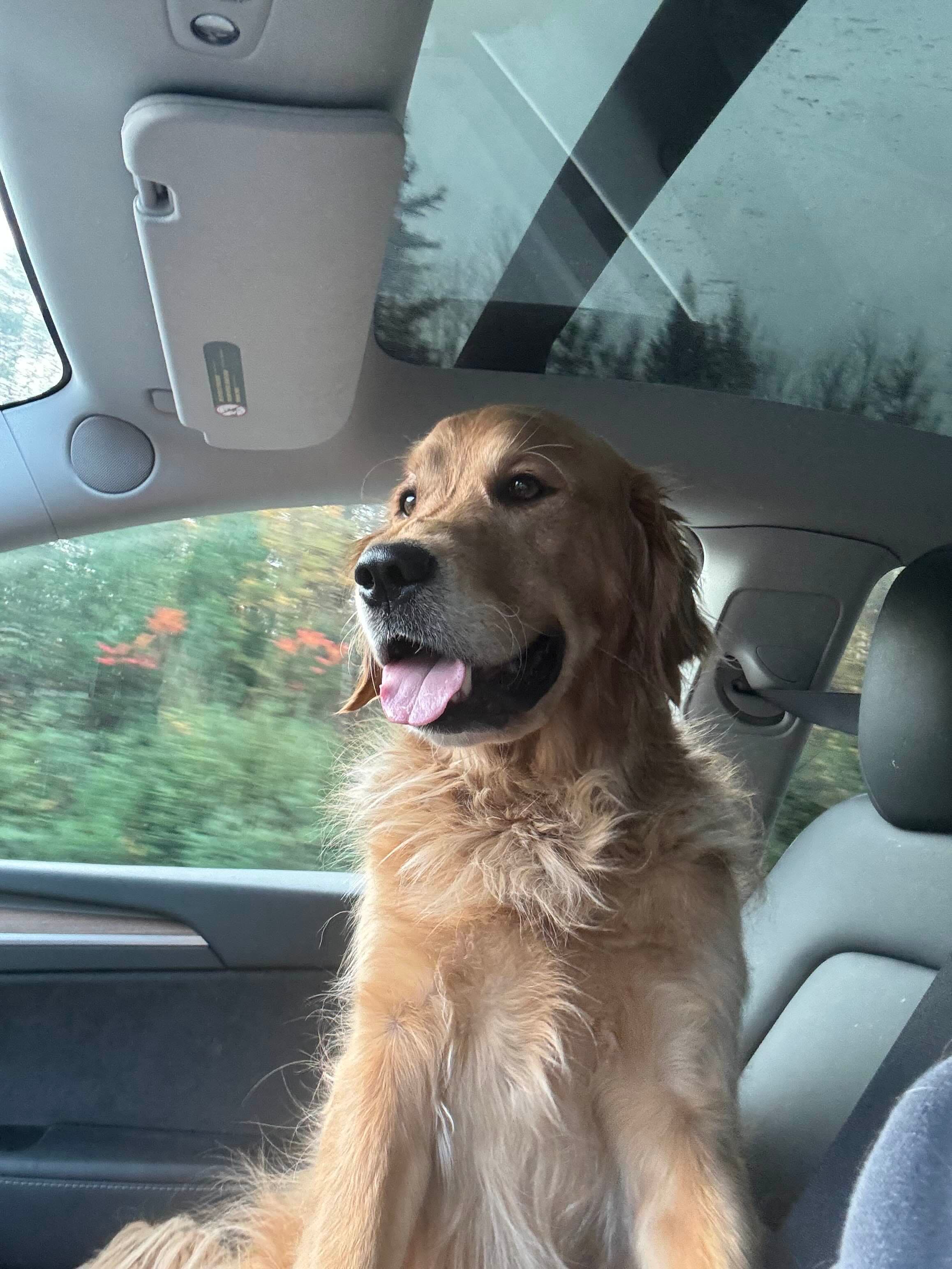 My dog Rupert riding in the car with me
